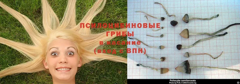 Галлюциногенные грибы Psilocybe  хочу наркоту  Полярные Зори 